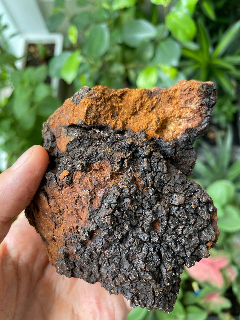 Chaga Mushroom