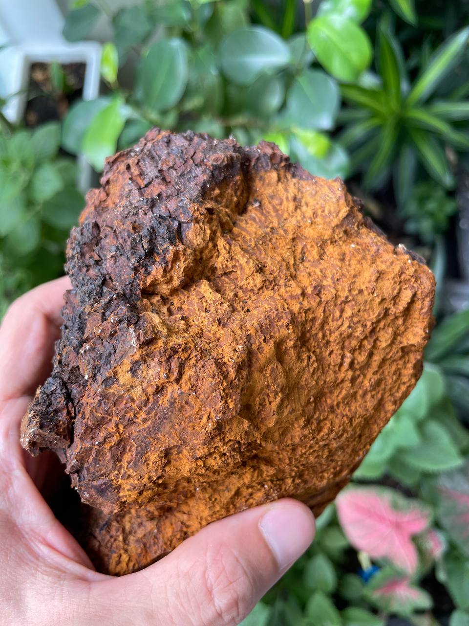 Chaga Natural